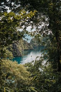 Scenic view of lake in forest