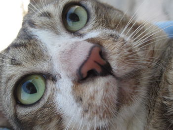 Close-up portrait of cat