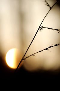 Close-up of silhouette plant against sky during sunset