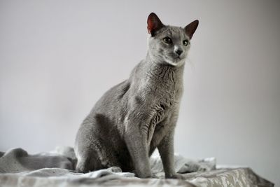 Portrait of cat sitting against gray background