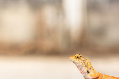 Close-up of a lizard