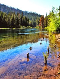 Scenic view of lake in forest against sky