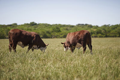 Horses grazing in a field