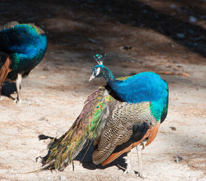 Wild colorful peacocks, little kittens in peacock forest plaka on kos greece