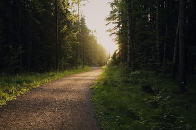 Road passing through forest