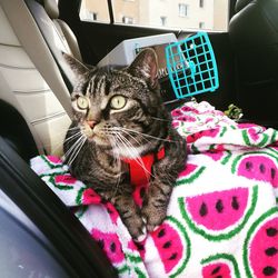 Cat sitting in a car