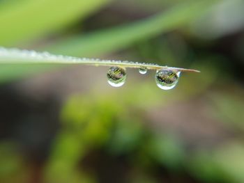 Close-up of water drops on leaf