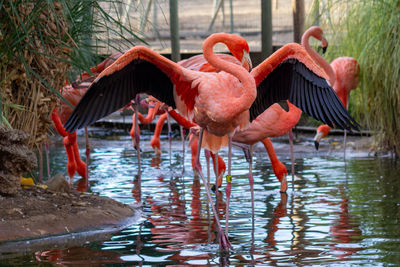 Birds in lake