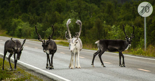 Deer on road by trees