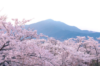 Pink cherry blossoms in mountains against clear sky