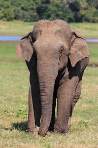 Close-up of elephant on field