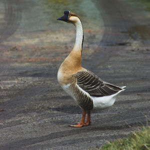 Close-up of a bird