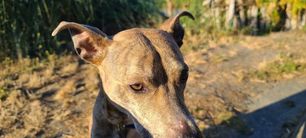 Close-up of a dog on field