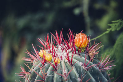 Close-up of red cactus flower