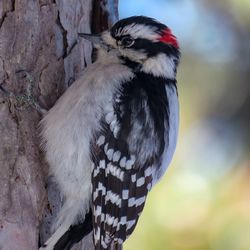 Close-up of bird perching outdoors