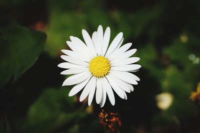 Close-up of white daisy flower