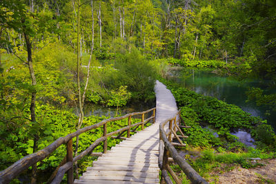 Boardwalk amidst trees in forest