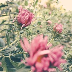 Close-up of pink flowers growing outdoors