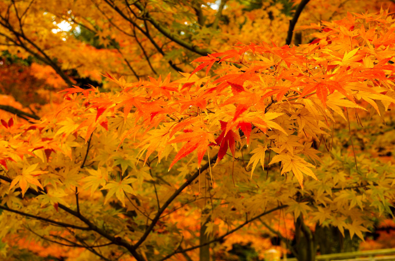 CLOSE-UP OF MAPLE LEAVES