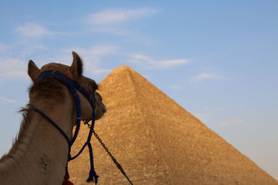 View of a horse against the sky