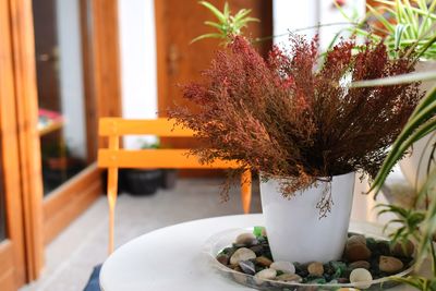 Close-up of potted plant on table at home