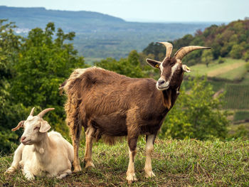 Sheep standing in a field