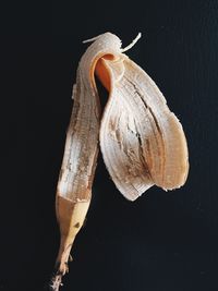Close-up of empty banana with natural light and black background , copy space 