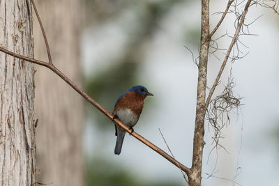 Eastern bluebird sialia sialis on a pine tree in naples, florida.