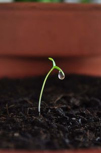 Close-up of small plant growing