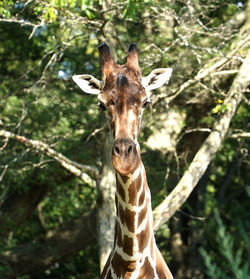 Giraffe head on