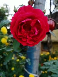 Close-up of red rose