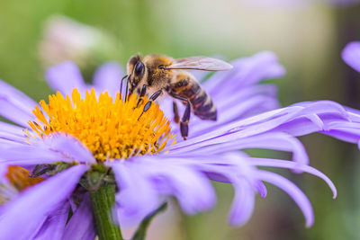 Close-up of bee pollinating on flower