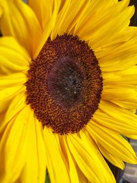 Macro shot of sunflower