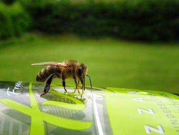 Close-up of insect on leaf