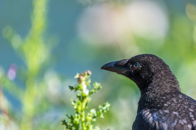 Close-up of bird on tree