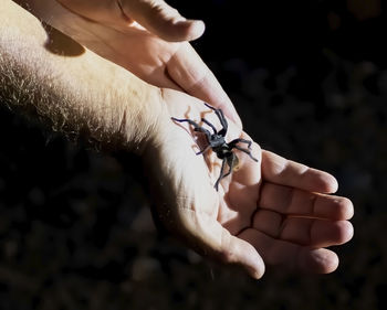 Close-up of hand holding butterfly