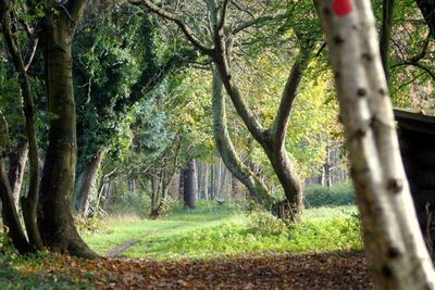 Trees in forest