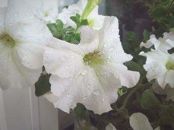 Close-up of wet white flower