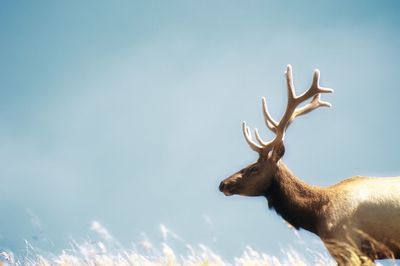 Low angle view of elk against sky