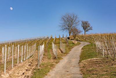 A vineyard in the south of germany invites you to go hiking in sunshine and the moon