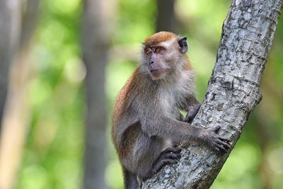 Monkey sitting on tree trunk