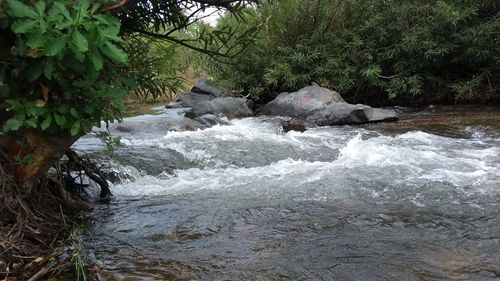 Scenic view of waterfall in forest
