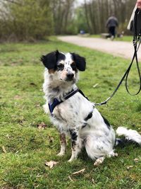 View of dog on field