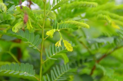 Close-up of fresh green plant