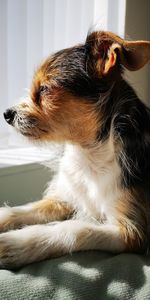 Close-up of a dog resting at home