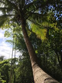 Low angle view of palm trees against sky