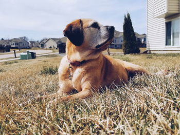 Dog relaxing on field