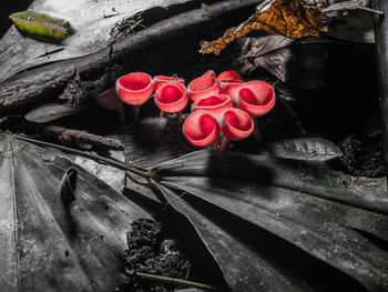 High angle view of red rose on wood