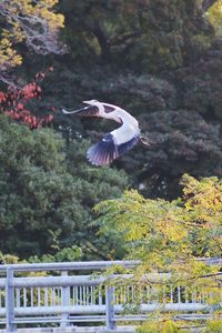 Bird flying over a lake