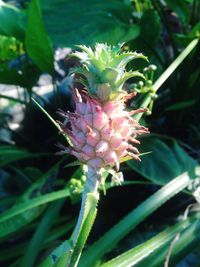 Close-up of bumblebee on plant